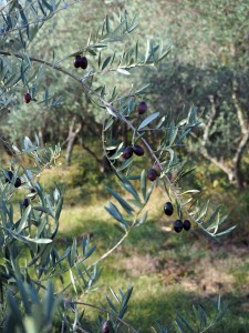 Copyright: Christophe Bessaudou Provence photo tours near Forcalquier