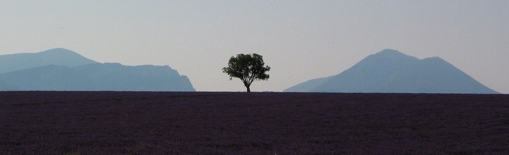 Lavender shoot Provence