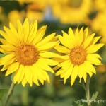 Sunflowers France