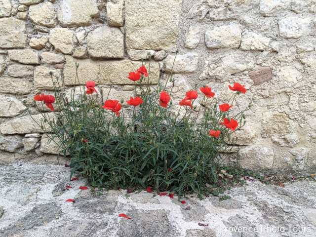 Provence in May