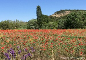 Provence in May