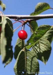 Provence Forcalquier Cherries